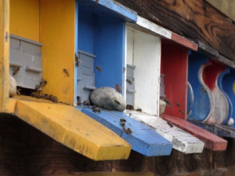 Vorsicht Bienen